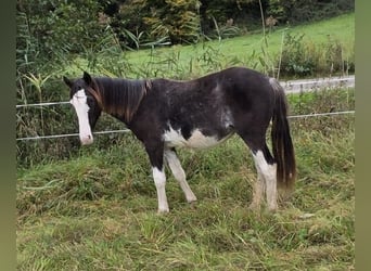 Criollo, Semental, 1 año, 155 cm, Overo-todas las-capas