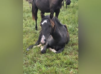 Criollo, Semental, 1 año, Negro