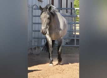 Criollo, Semental, 7 años, 138 cm, Morcillo