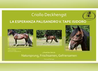 Criollo, Semental, 9 años, 150 cm, Castaño Criollo, Semental, 9 años, 150 cm, Castaño