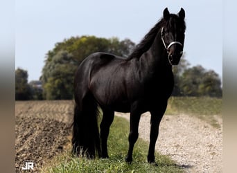 Criollo, Semental, 17 años, 142 cm, Castaño oscuro