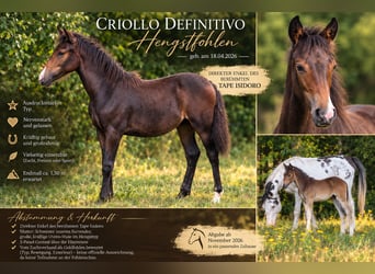 Criollo, Semental, Potro (04/2026), 150 cm, Castaño oscuro