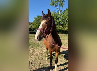 Criollo, Stallion, 1 year, 13,1 hh, Brown