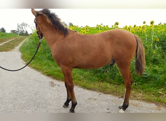 Criollo, Stallion, 1 year, 14.1 hh, Bay