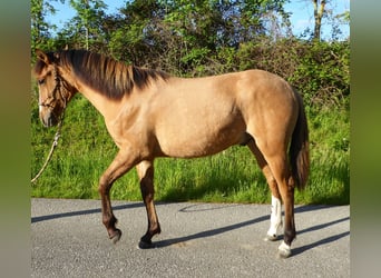 Criollo, Stallion, 1 year, 14.1 hh, Bay
