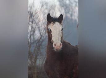 Criollo, Stallion, 1 year, 14.1 hh, Overo-all-colors