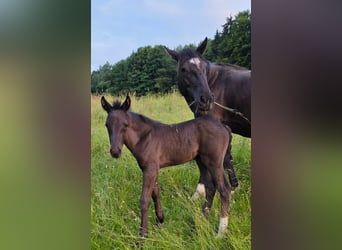 Criollo, Stallion, 1 year, 14.2 hh, Black