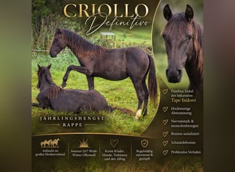 Criollo, Stallion, 1 year, 14.2 hh, Black