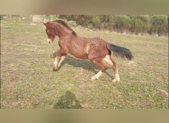 Criollo, Stallion, 1 year, 14,1 hh, Roan-Bay