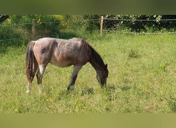 Criollo, Stallion, 1 year, 14,1 hh, Roan-Bay