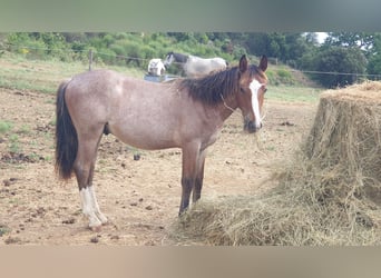 Criollo, Stallion, 1 year, 14,1 hh, Roan-Bay