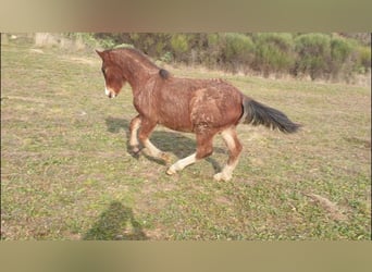 Criollo, Stallion, 1 year, 14,1 hh, Roan-Bay