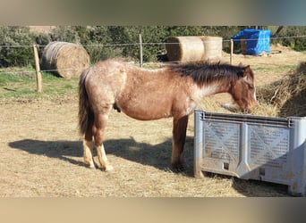 Criollo, Stallion, 1 year, 14,1 hh, Roan-Bay