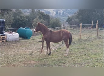 Criollo, Stallion, 1 year, 14,1 hh, Roan-Bay