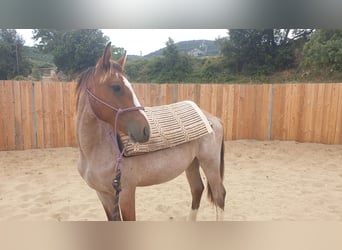 Criollo, Stallion, 1 year, 14,1 hh, Roan-Bay