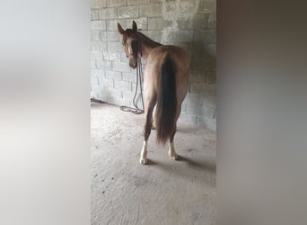 Criollo, Stallion, 1 year, 14,1 hh, Roan-Bay