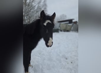 Criollo, Stallion, 1 year, 14,2 hh, Black