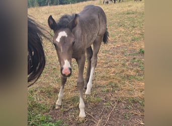 Criollo, Stallion, 1 year, 14,2 hh, Black