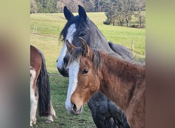 Criollo, Stallion, 1 year, 14,2 hh