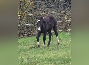 Criollo, Stallion, 1 year, 14,2 hh