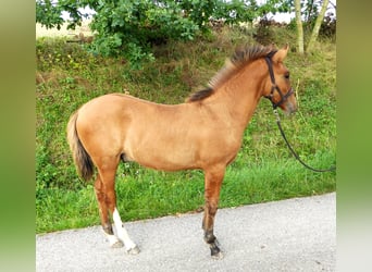 Criollo, Stallion, 1 year, Bay