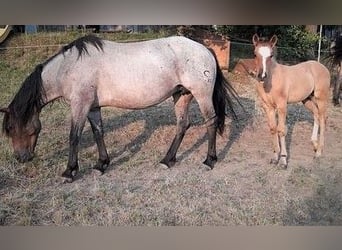 Criollo, Stallion, 1 year, Bay