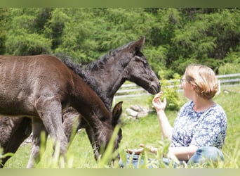 Criollo, Stallion, 1 year, Black