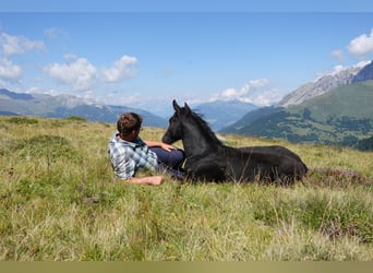 Criollo, Stallion, 1 year, Black
