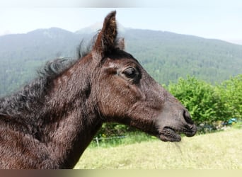 Criollo, Stallion, 1 year, Black