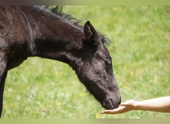 Criollo, Stallion, 1 year, Black