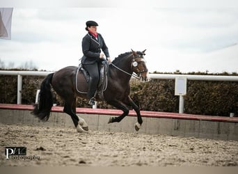 Criollo, Stallion, 1 year, Black