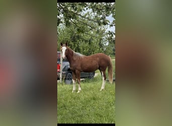 Criollo, Stallion, 1 year