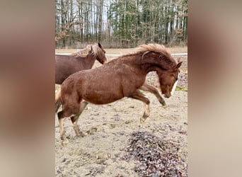 Criollo, Stallion, 1 year