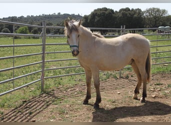 Criollo, Stallion, 1 year, Palomino