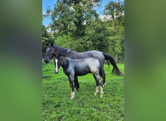 Criollo, Stallion, 1 year, Roan-Blue