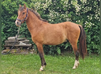 Criollo, Stallion, 2 years, 13.1 hh