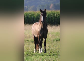 Criollo, Stallion, 2 years, 13,2 hh, Grullo