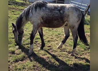 Criollo, Stallion, 2 years, 14.2 hh, Roan-Bay