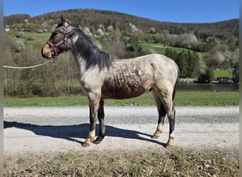 Criollo, Stallion, 2 years, 14.2 hh, Roan-Bay