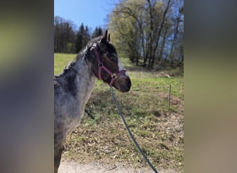 Criollo, Stallion, 2 years, 14.2 hh, Roan-Bay