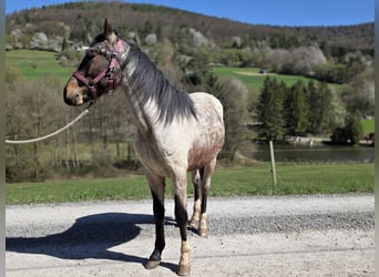 Criollo, Stallion, 2 years, 14.2 hh, Roan-Bay