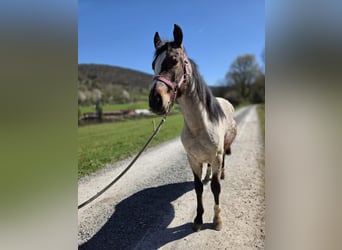 Criollo, Stallion, 2 years, 14.2 hh, Roan-Bay