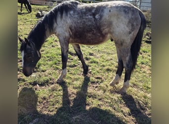 Criollo, Stallion, 2 years, 14.2 hh, Roan-Bay