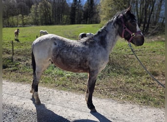 Criollo, Stallion, 2 years, 14.2 hh, Roan-Bay