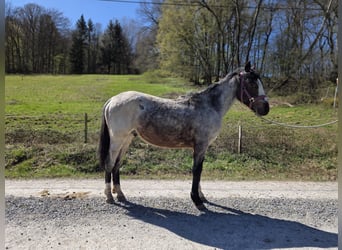 Criollo, Stallion, 2 years, 14.2 hh, Roan-Bay