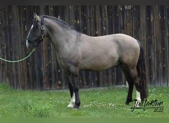 Criollo, Stallion, 6 years, 15 hh, Dun