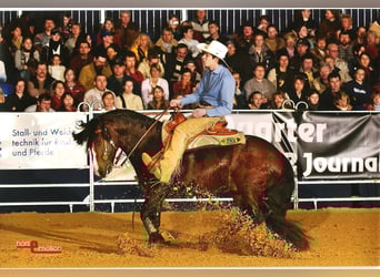 Criollo, Stallion, 9 years, 14,2 hh, Brown