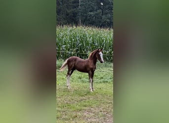 Criollo, Stallion, Foal (05/2025), 13,3 hh, Chestnut