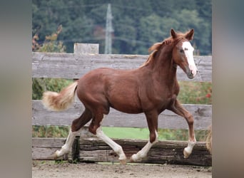 Criollo, Stallion, Foal (05/2025), 13,3 hh, Chestnut