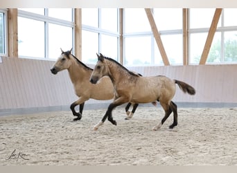 Criollo, Stallion, Foal (05/2024), 14,1 hh, Buckskin